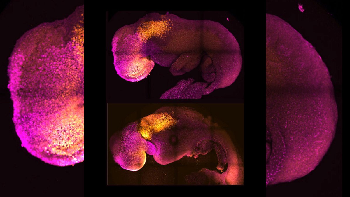 <i>Amadei and Handford</i><br/>Natural (top) and synthetic (bottom) embryos are seen here to show comparable brain and heart formation.