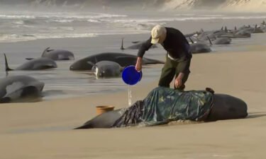 Around 200 whales have died and just 35 remain alive following a mass stranding in Australia in September