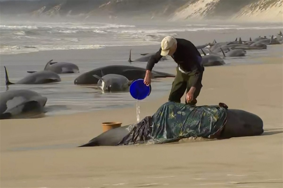 <i>Australian Broadcasting Corporation/AP</i><br/>Around 200 whales have died and just 35 remain alive following a mass stranding in Australia in September