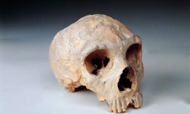 A study released September 8 has revealed a potential difference that may have given modern humans