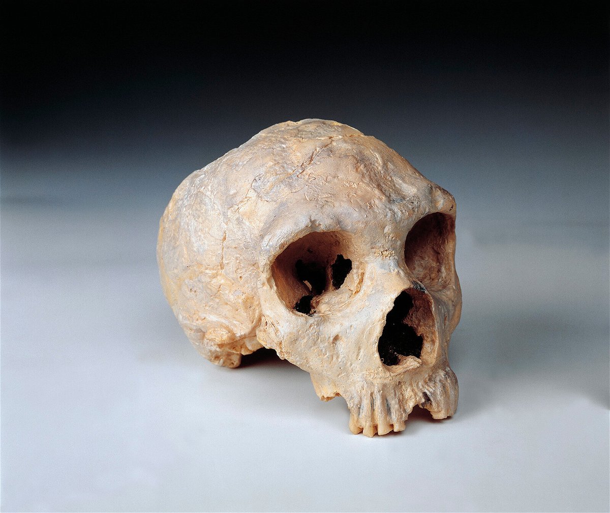 <i>DEA Picture Library/De Agostini Editorial/Getty Images</i><br/>A study released September 8 has revealed a potential difference that may have given modern humans