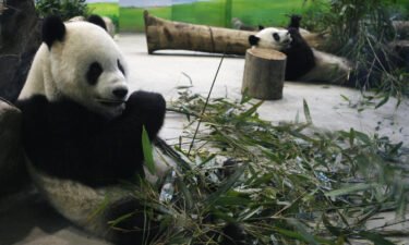 Taiwan's giant panda 'Tuan Tuan' has a life-threatening brain disease. China has been asked to help. Tuan Tuan and Yuan Yuan