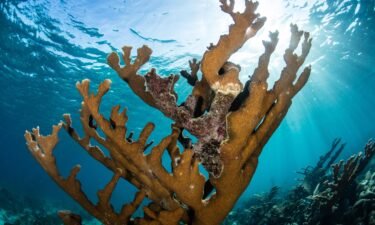 Just as other vital coral ecosystems are degrading around the world