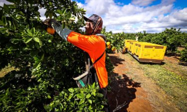 A seasonal worker harvests Valencia oranges from a tree at an orchard near Griffith