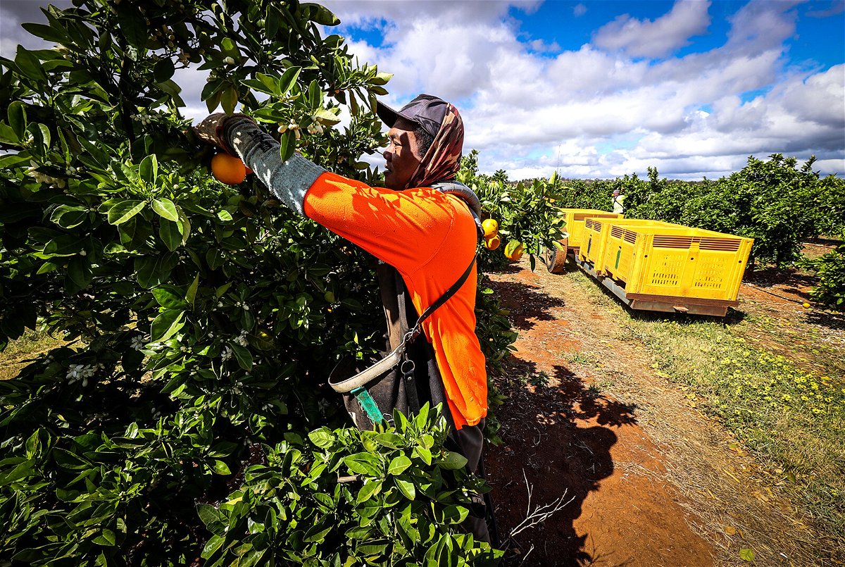 <i>David Gray/Bloomberg/Getty Images</i><br/>A seasonal worker harvests Valencia oranges from a tree at an orchard near Griffith