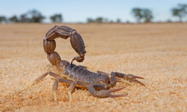 Research into the mating habits of constipated scorpions wins an Ig Nobel Prize. Some scorpions