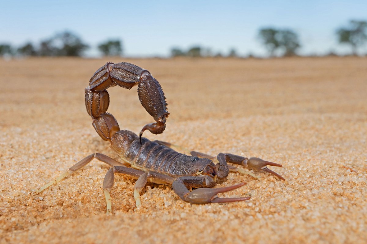 <i>Nico Smit/EyeEm/Getty Images</i><br/>Research into the mating habits of constipated scorpions wins an Ig Nobel Prize. Some scorpions