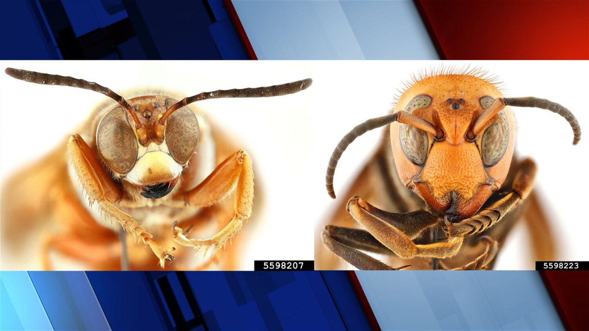 Western cicada killer wasp and northern giant hornet