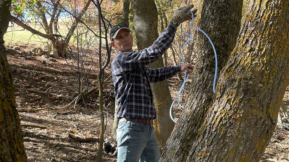 Bracken Henderson setting up rubber tubing to collect maple syrup in the hills near Oxford, Idaho, in early October.