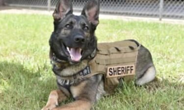 The shooting happened in the Bedico Community east of Ponchatoula Saturday night. Bella the K9 was injured in the shooting.
