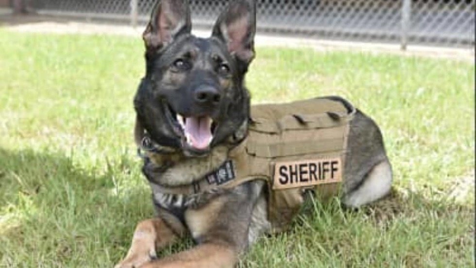 <i>Tangipahoa Parish Sheriff’s Office/WDSU</i><br/>The shooting happened in the Bedico Community east of Ponchatoula Saturday night. Bella the K9 was injured in the shooting.