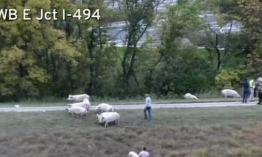 A group of pigs was spotted near an intersection in Minnesota after a semi carrying the livestock rolled over around 6 p.m. No one was injured as a result of the crash.
