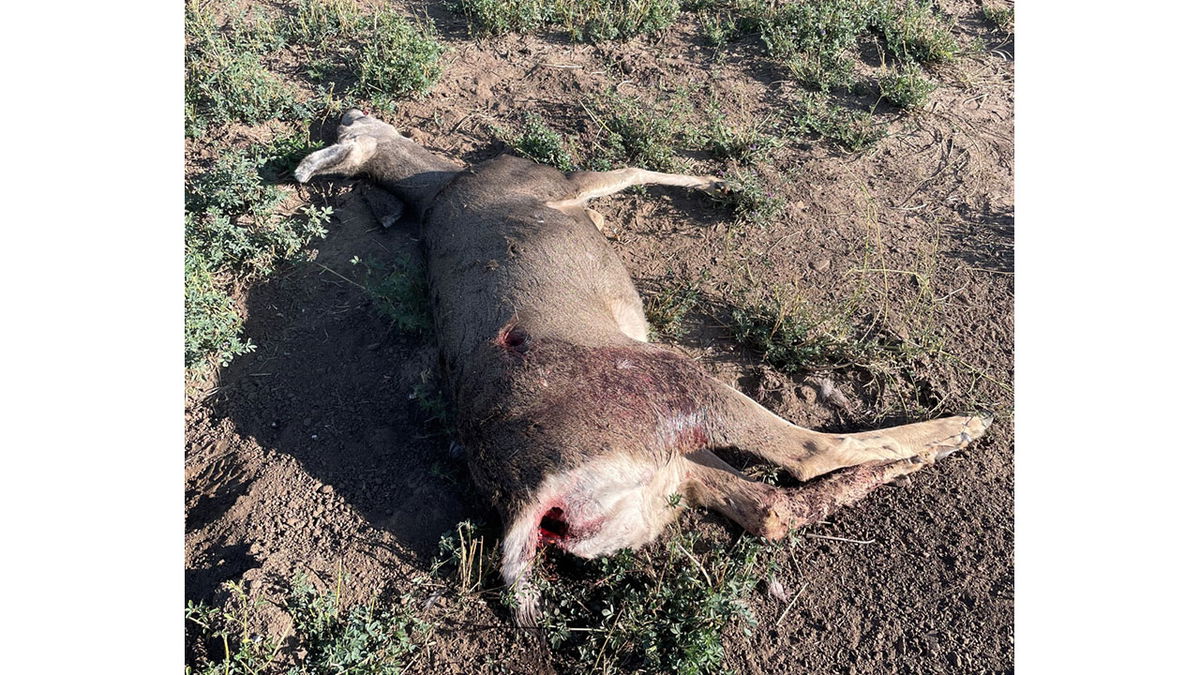 Mule deer doe found shot and left to waste in southeast Idaho – Local News 8