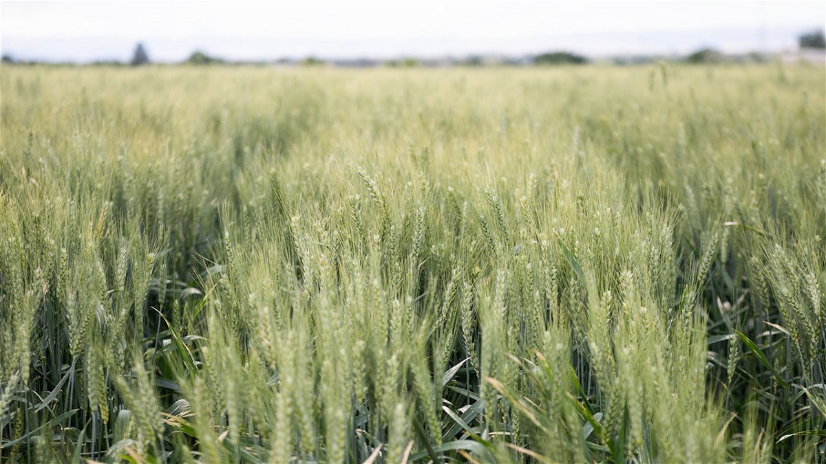 A wheat field at University of Idaho's Parma Research and Extension Center.