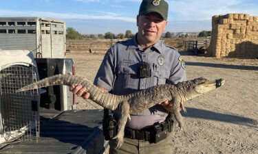 The Idaho Department of Fish and Game released this photo of the 3.5 foot long alligator found in a rural community.