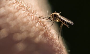 A new study has identified carboxylic acids as one of the factors that make mosquitoes more attracted to certain humans than others.