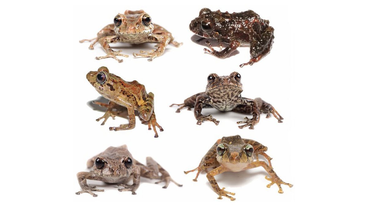 <i>Puce-Bioweb</i><br/>Six new species of rain frogs were discovered in Llanganates and Sangay National Parks in Ecuador.