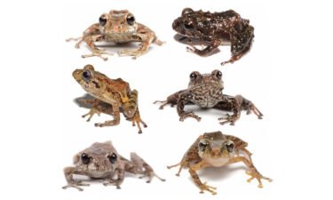Six new species of rain frogs were discovered in Llanganates and Sangay National Parks in Ecuador.