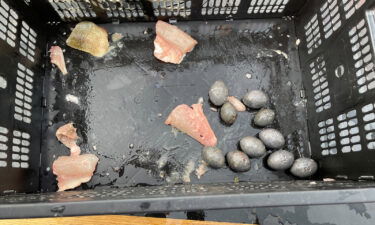 Lead weights were found inside the team's catch.