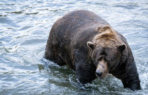 Fall is for fat bears and for Katmai National Park & Preserve's annual Fat Bear Week and its accompanying tournament of crowning a chubby champion for 2022.