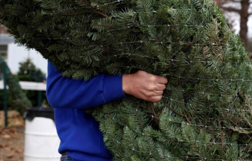 A worker carries a Christmas tree at Sorghum Mill Christmas Tree Farm in Edmond