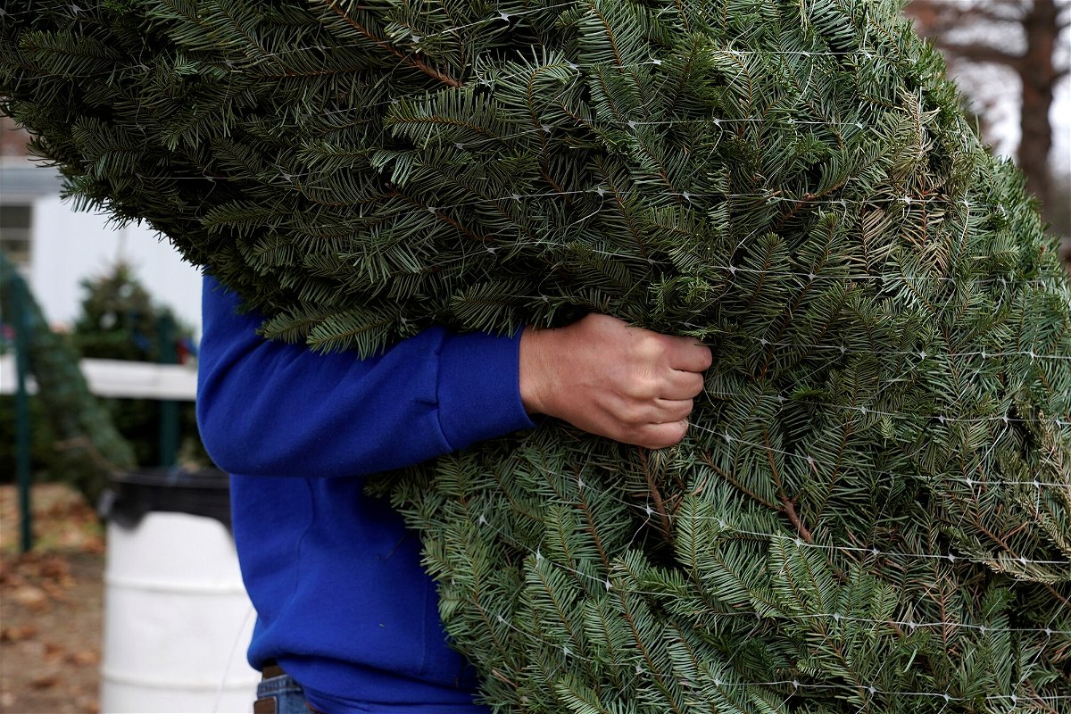 <i>Nick Oxford/Reuters</i><br/>A worker carries a Christmas tree at Sorghum Mill Christmas Tree Farm in Edmond