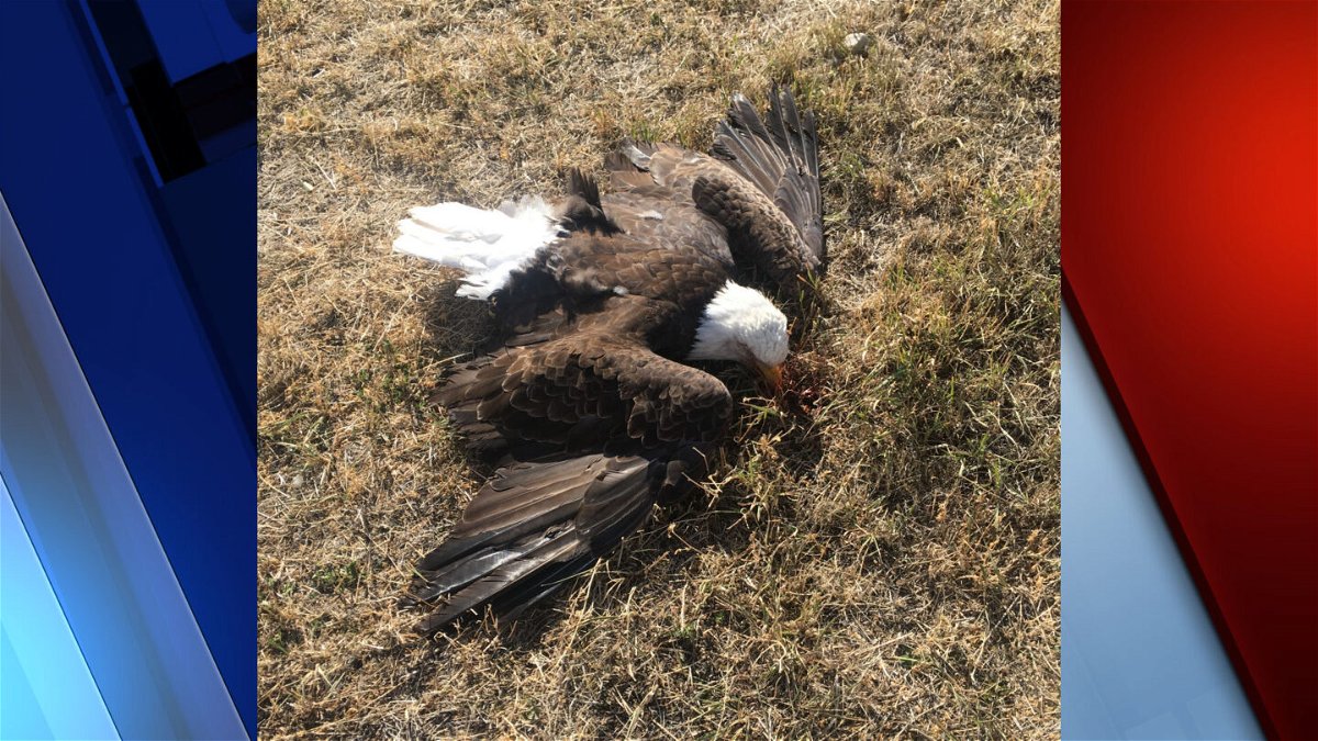 A bald eagle was found dead in a field in the small community of Bern, Idaho. The bird had been illegally shot with a small caliber weapon in early November.