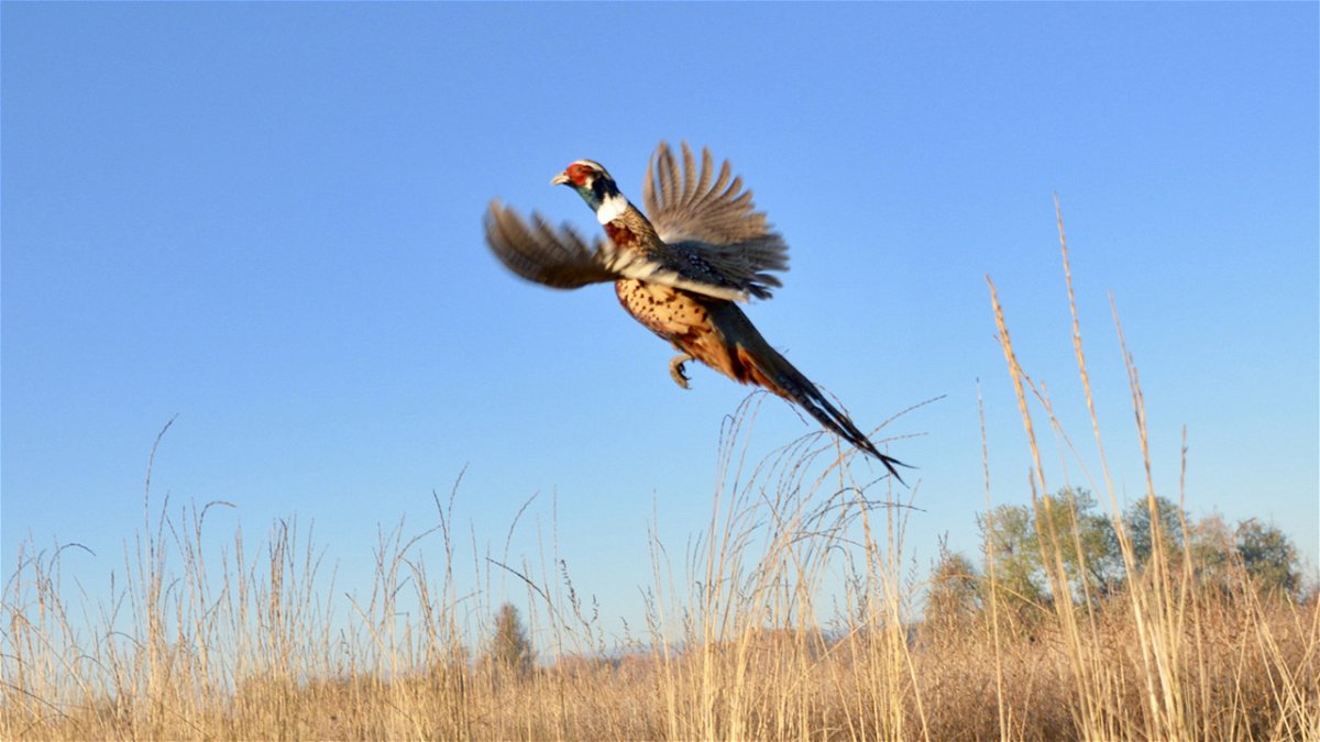 Pheasant at Fort Boise Wildlife Management Area, Southwest Region
