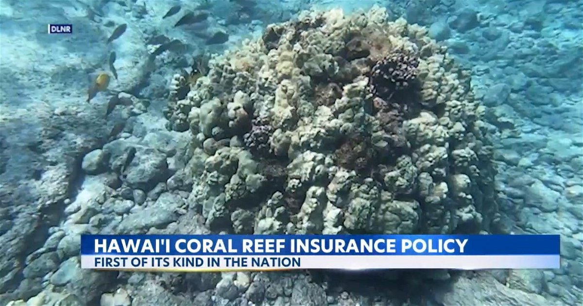 <i>DLNR/KITV</i><br/>Hawaii now has a special insurance policy to protect its coral reefs