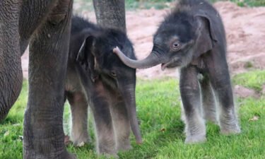 Zoo staff were shocked when mother Mali delivered a second calf 10 hours after delivering her first.