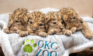 Dunia gave birth to four African lions on September 26 at Oklahoma City Zoo.
