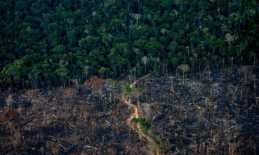 A deforested area of the Amazon rainforest in 2021 as the Amazon stores human-caused carbon emissions in plants but researchers say this carbon sink is threatened because of deforestation.