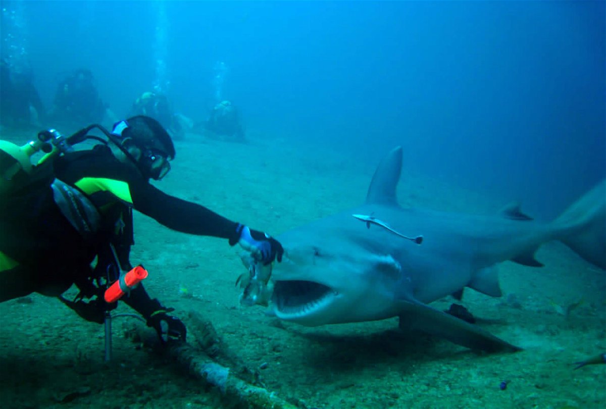 <i>Shark Friends Dive Center Playa Santa Lucia
