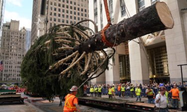 This year's tree arrived in Rockefeller Plaza on November 12. It's an 82-foot-tall Norway spruce.