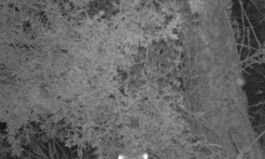 Black and white motion sensor camera capture of Sonoran desert toad at Organ Pipe Cactus National Monument
