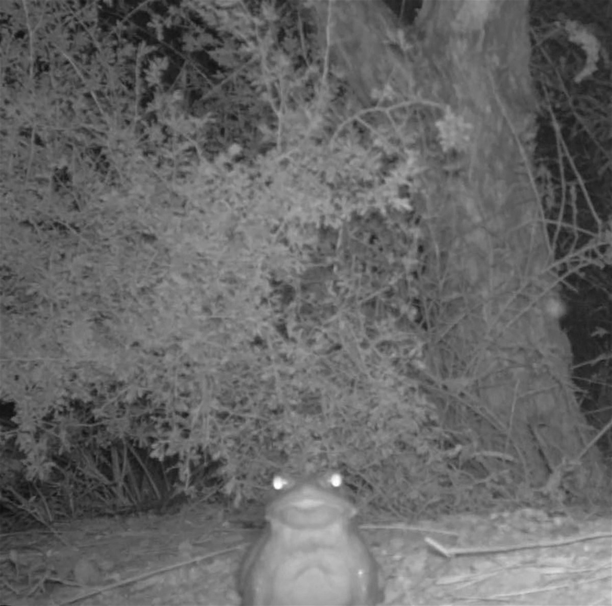 <i>National Park Service</i><br/>Black and white motion sensor camera capture of Sonoran desert toad at Organ Pipe Cactus National Monument