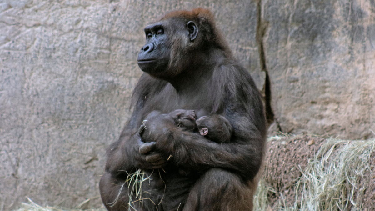 <i>Courtesy The Fort Worth Zoo</i><br/>The unnamed baby was born early on Nov. 6 to parents Gracie and Elmo.