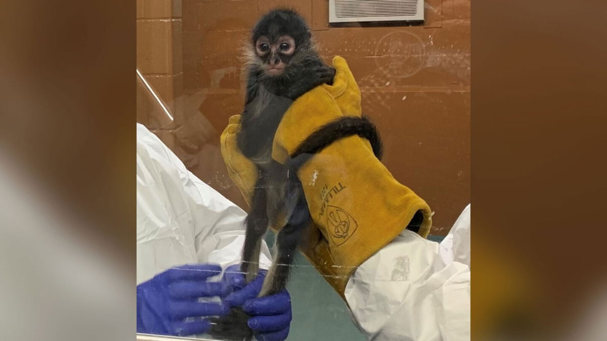 <i>US Immigration and Customs Enforcement</i><br/>A Texas woman was arrested after illegally smuggling an endangered spider monkey into the US