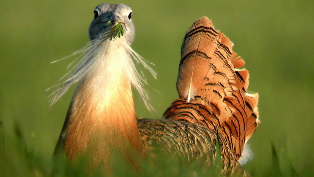 <i>Carlos Palacin</i><br/>Being healthy is one of the ways a male great bustard can make himself appear attractive to win a female's attention.