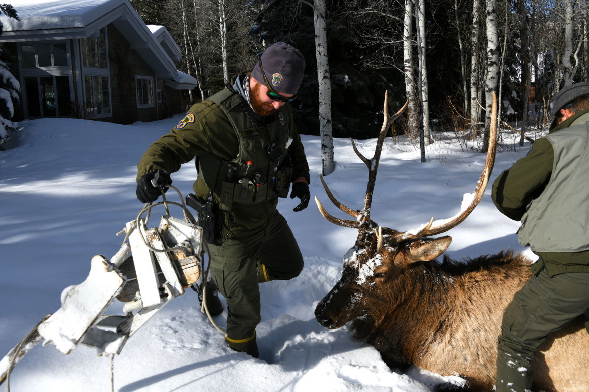 A backyard swing after being removed from the antlers of a bull elk in the Wood River Valley.