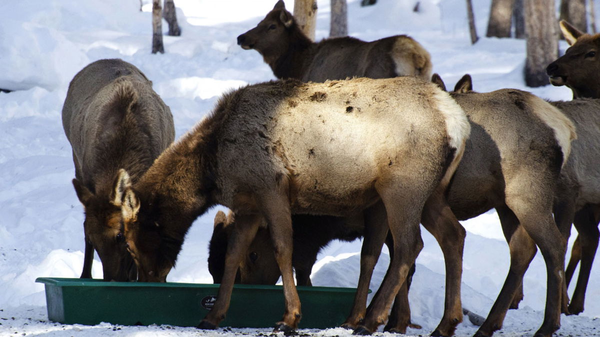 Elk feeding at the Bullwacker feed site in the Warm Springs drainage Feb. 2020.