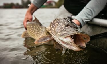 50 record-breaking fish caught in the US