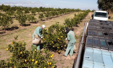 Workers pick oranges at an orchard in Brazil. Domestic supply is balanced out by imports from places like Brazil and Mexico.