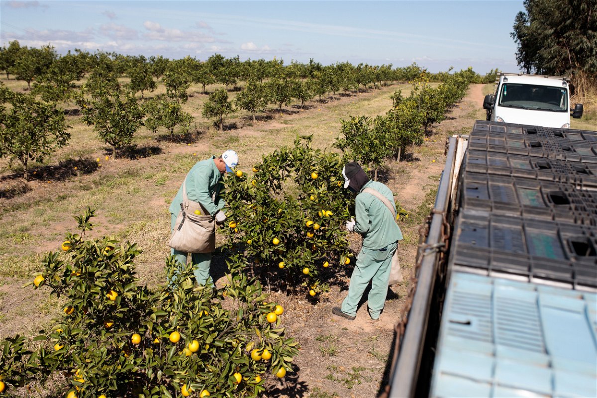 <i>Patricia Monteiro/Bloomberg/Getty Images</i><br/>Workers pick oranges at an orchard in Brazil. Domestic supply is balanced out by imports from places like Brazil and Mexico.