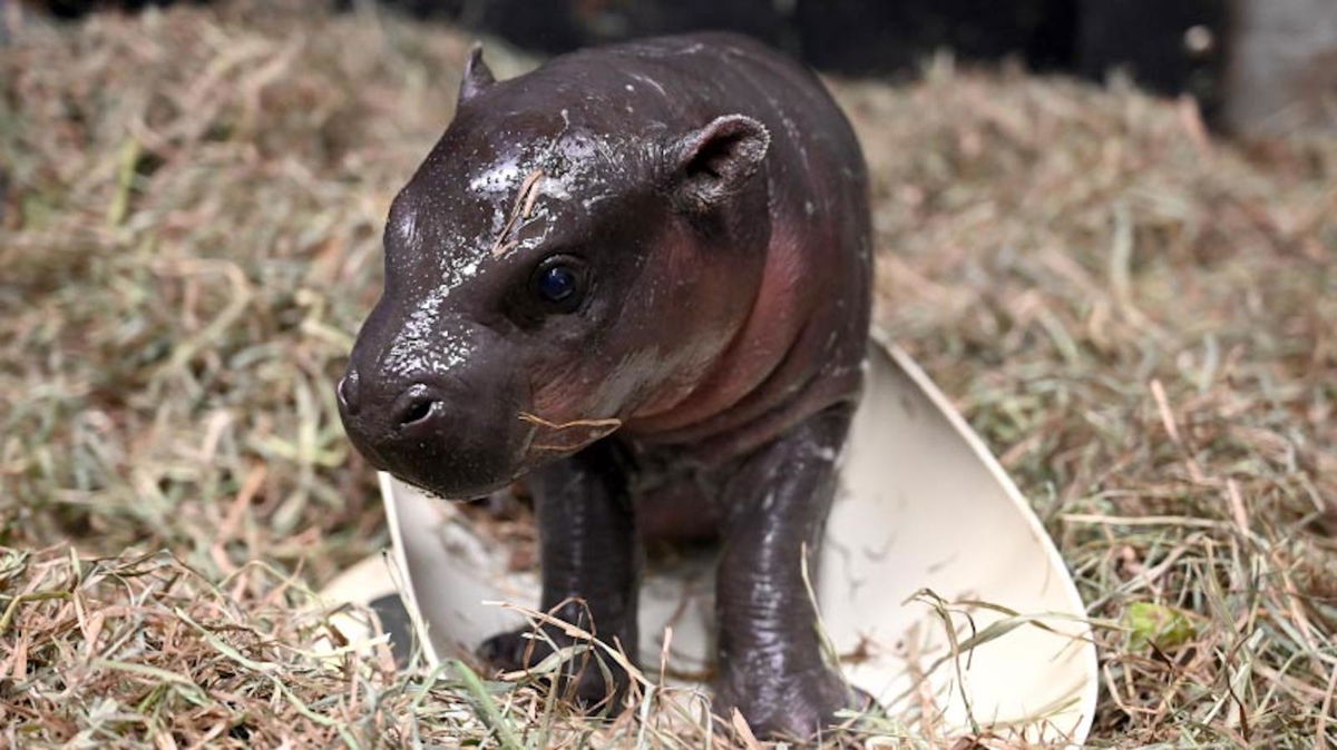 <i>Metro Richmond Zoo</i><br/>The Metro Richmond Zoo welcomed the birth of a pygmy hippopotamus in time for Christmas