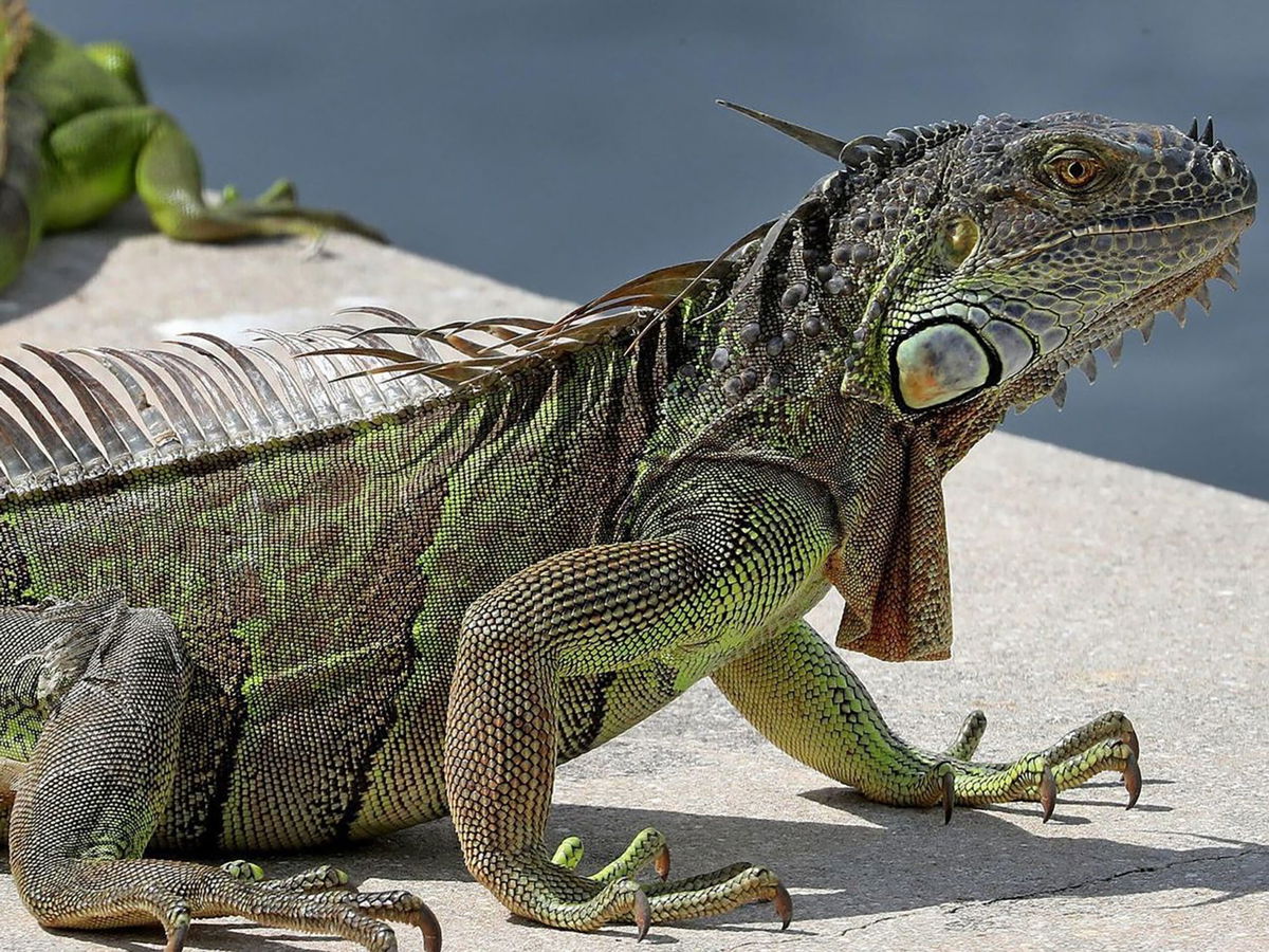 <i>Mike Stocker/Sun Sentinel/Tribune News Service/Getty Images</i><br/>A large green iguana ended up on a transformer at Lake Worth Beach's Sixth Avenue substation