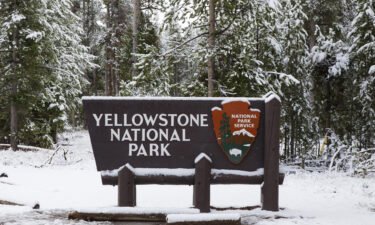 Multiple bison died near the western entrance of Yellowstone National Park in Montana after being struck by a semi-truck