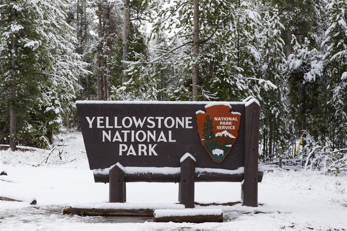 <i>FLPA/Bill Coster/Shutterstock</i><br/>Multiple bison died near the western entrance of Yellowstone National Park in Montana after being struck by a semi-truck