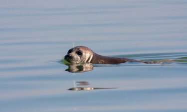 A Caspian seal swimming in the Caspian Sea. Around 700 endangered seals have been found dead on Russia's Caspian coast in the North Caucasus