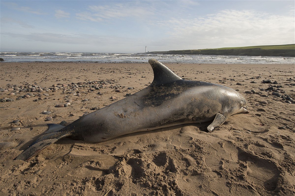 <i>Steve Black/Shutterstock</i><br/>All the specimens were stranded along the Scottish coast such as this white-beaked dolphin on Montrose Beach.